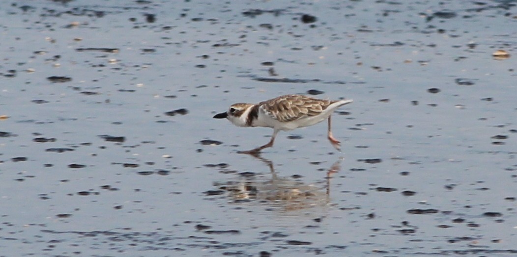 Wilson's Plover - ML138678671