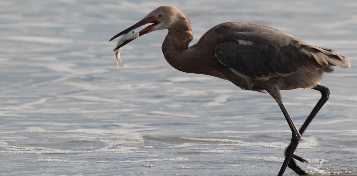 Reddish Egret - ML138680271