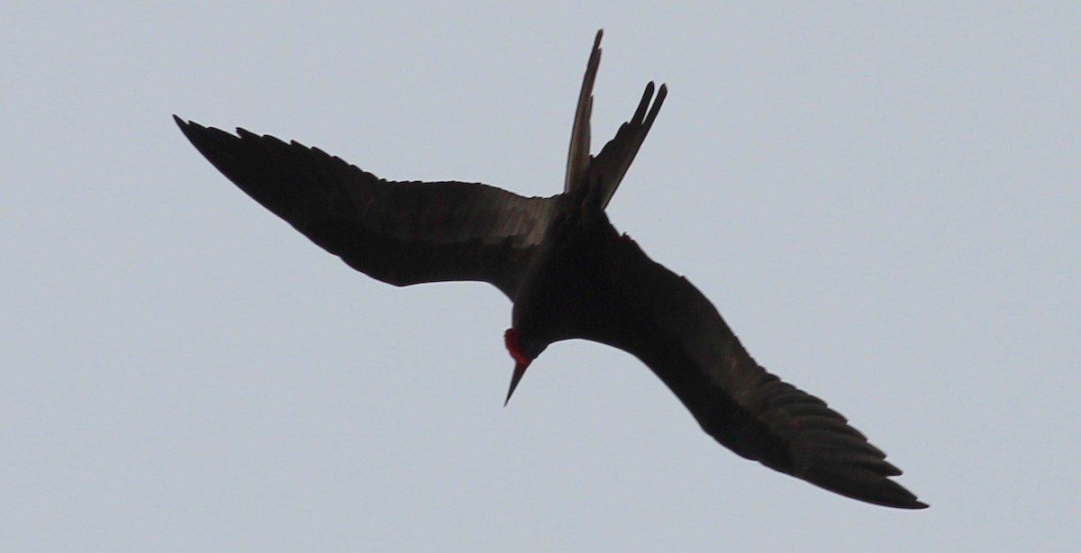 Magnificent Frigatebird - ML138680331