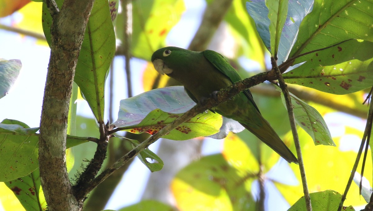 Olive-throated Parakeet - ML138680941