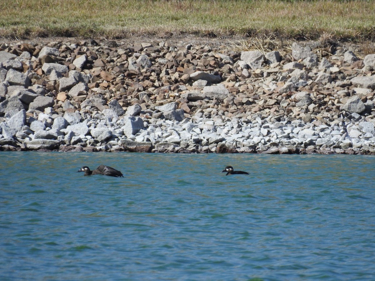 Surf Scoter - Sharla Meester