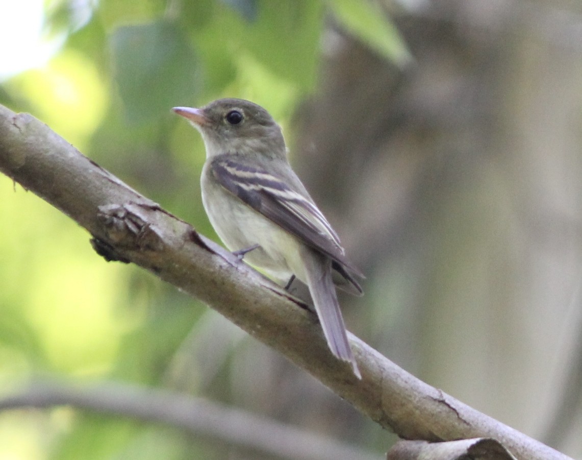 Acadian Flycatcher - ML138681611