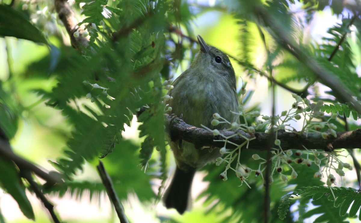 Arrowhead Warbler - ML138682741