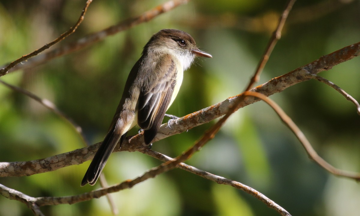 Sad Flycatcher - ML138683051