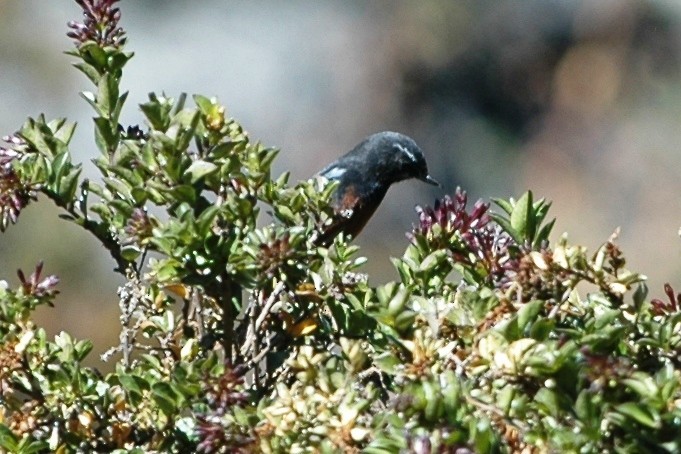 Merida Flowerpiercer - Cathy Pasterczyk