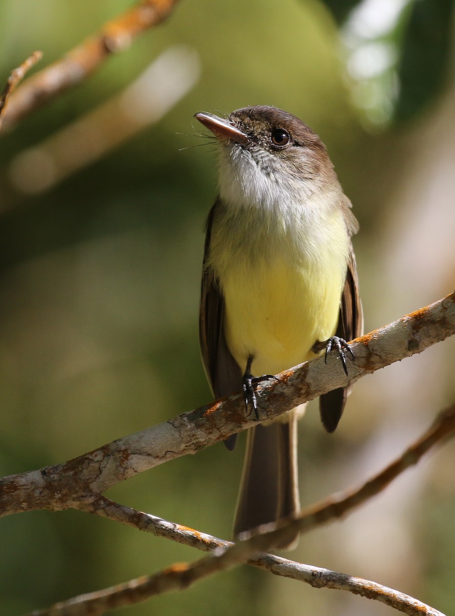 Sad Flycatcher - ML138683101