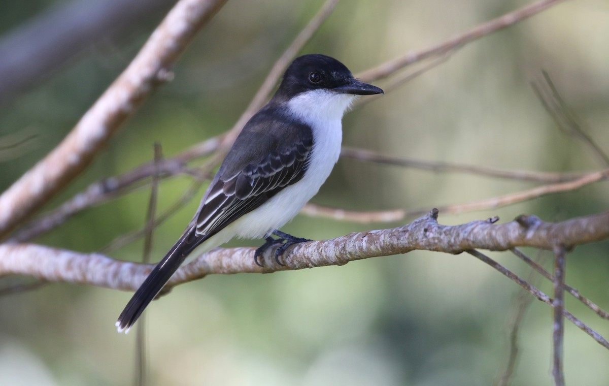 Loggerhead Kingbird - Michael Woodruff