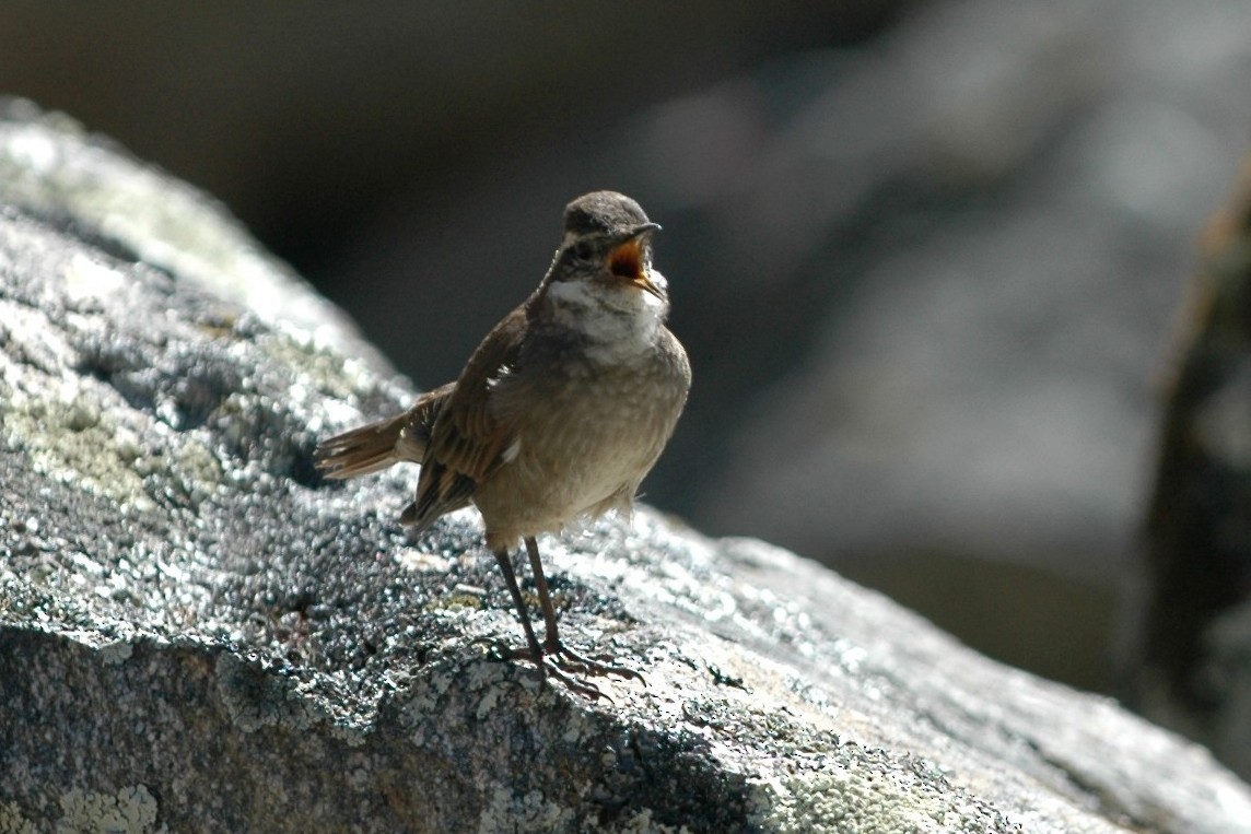 Chestnut-winged Cinclodes - Cathy Pasterczyk