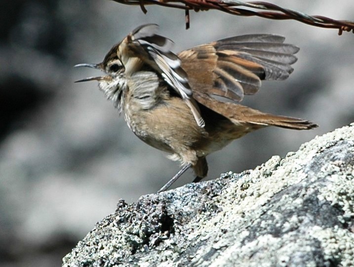 Chestnut-winged Cinclodes - Cathy Pasterczyk