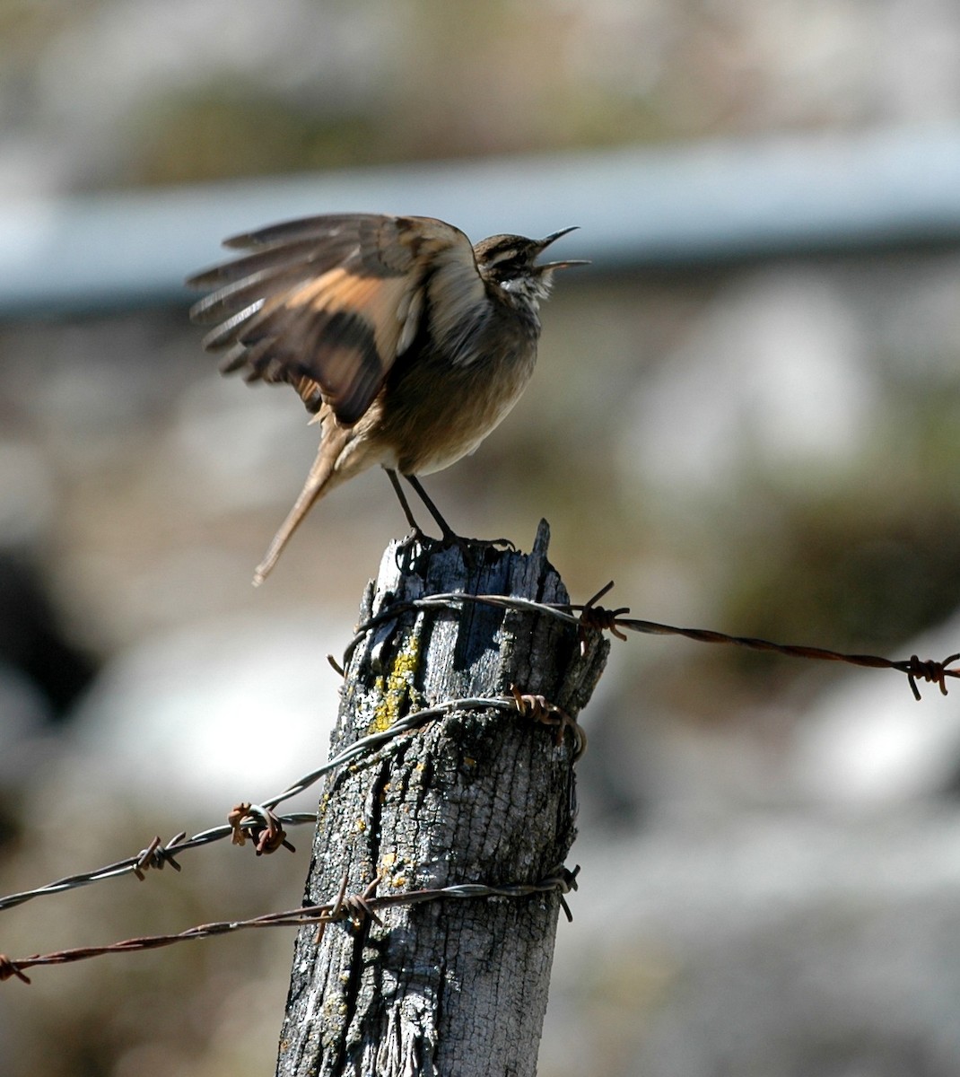 Chestnut-winged Cinclodes - ML138683901