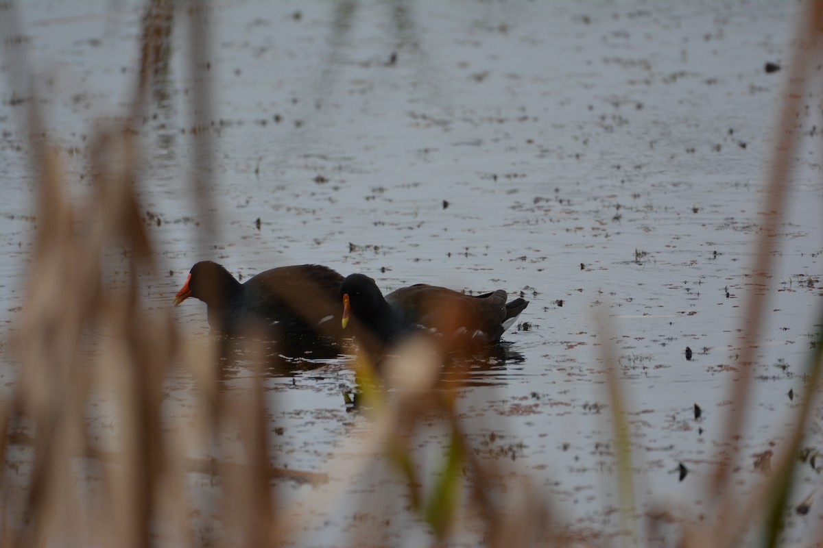 Gallinule d'Amérique - ML138684451