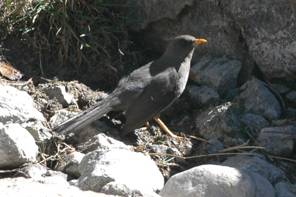 Great Thrush - Cathy Pasterczyk