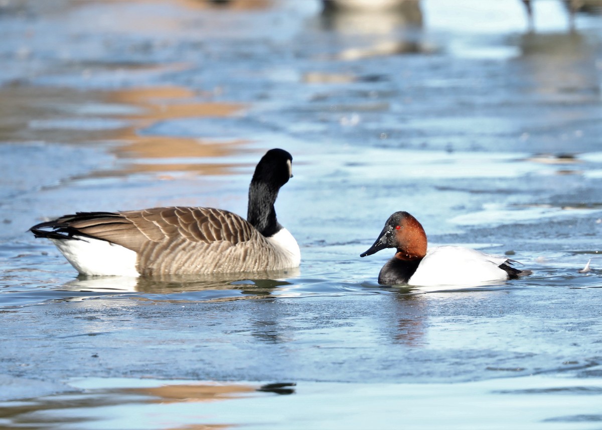 Canvasback - ML138685351