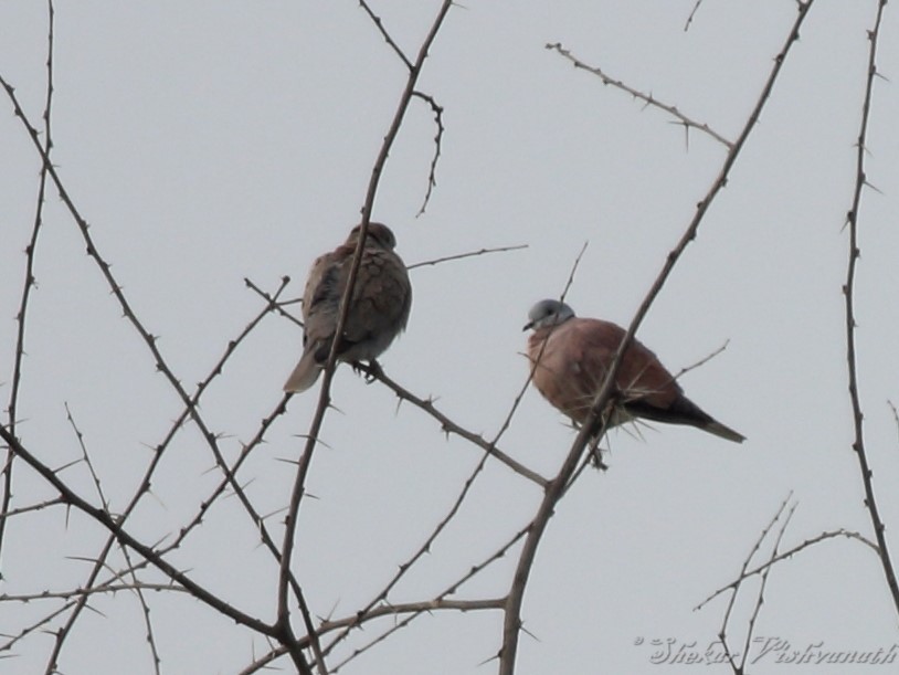 Red Collared-Dove - ML138685501