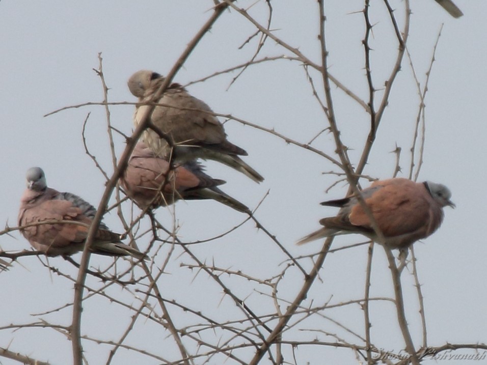 Red Collared-Dove - ML138685511