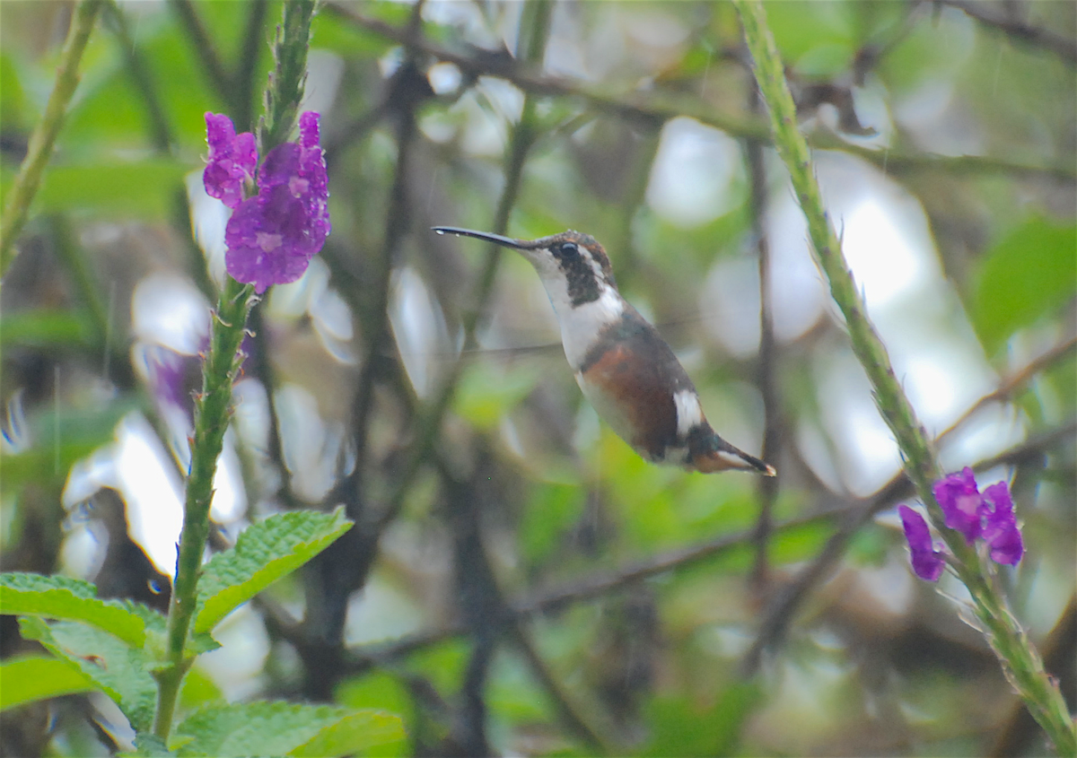 White-bellied Woodstar - Anonymous