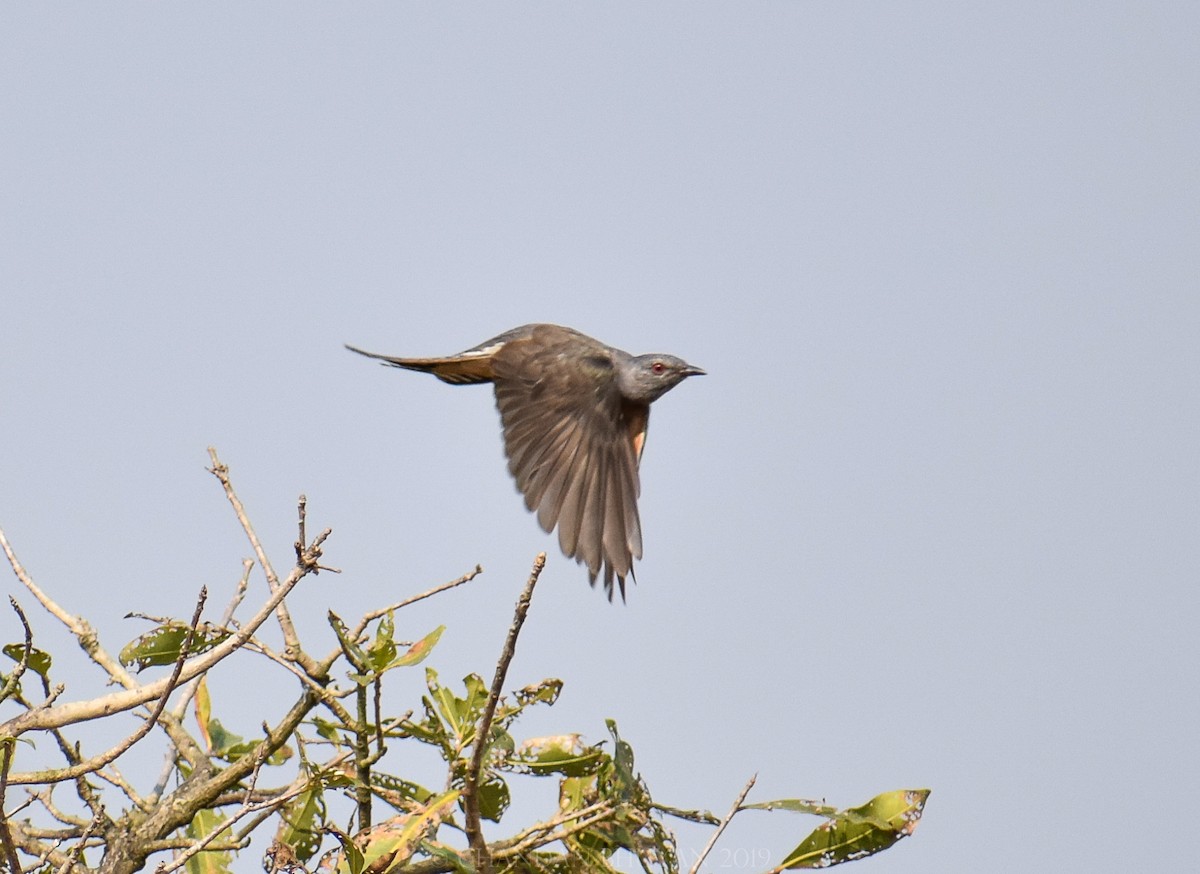 Plaintive Cuckoo - ML138686111