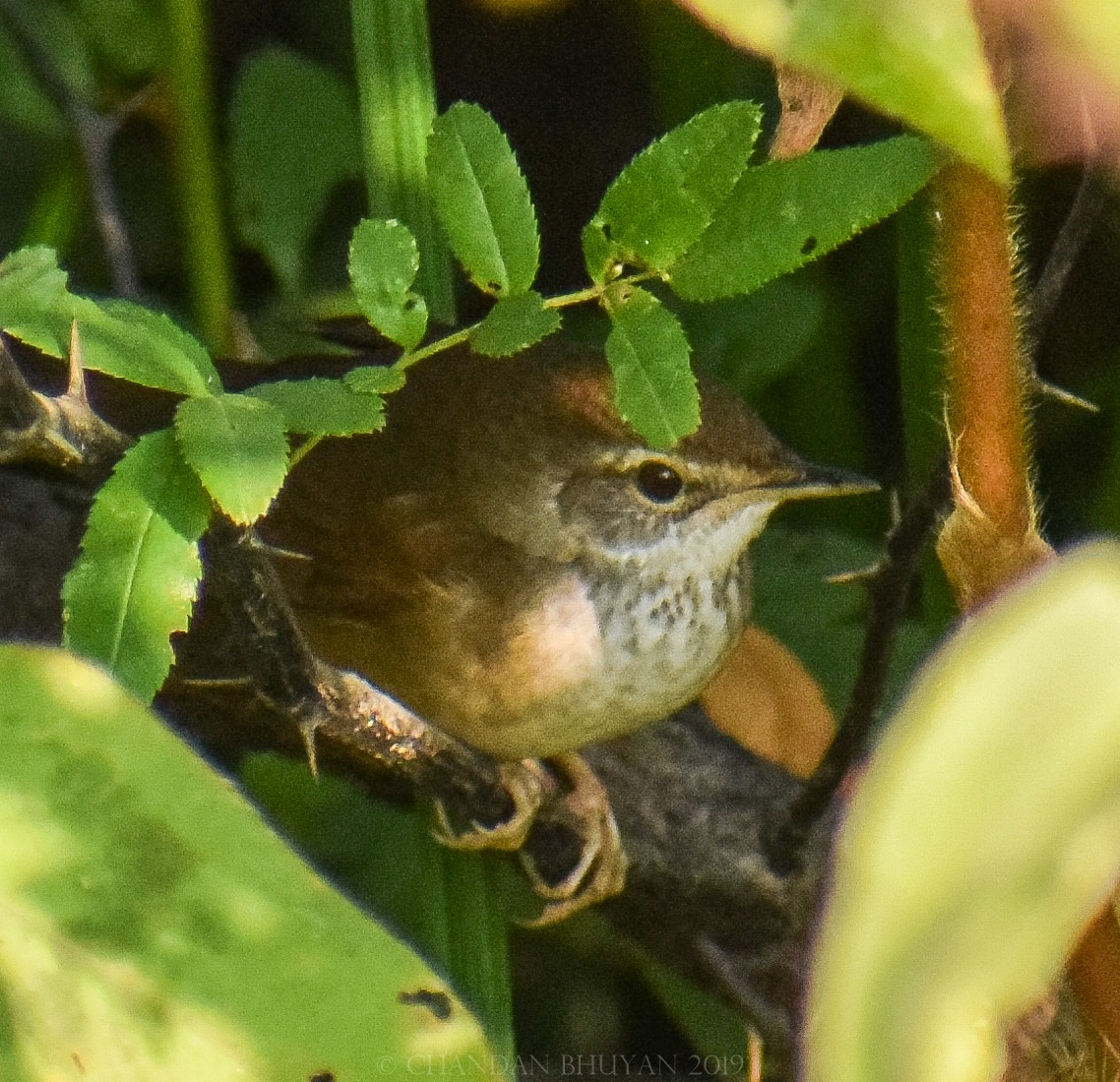 Baikal Bush Warbler - ML138686261