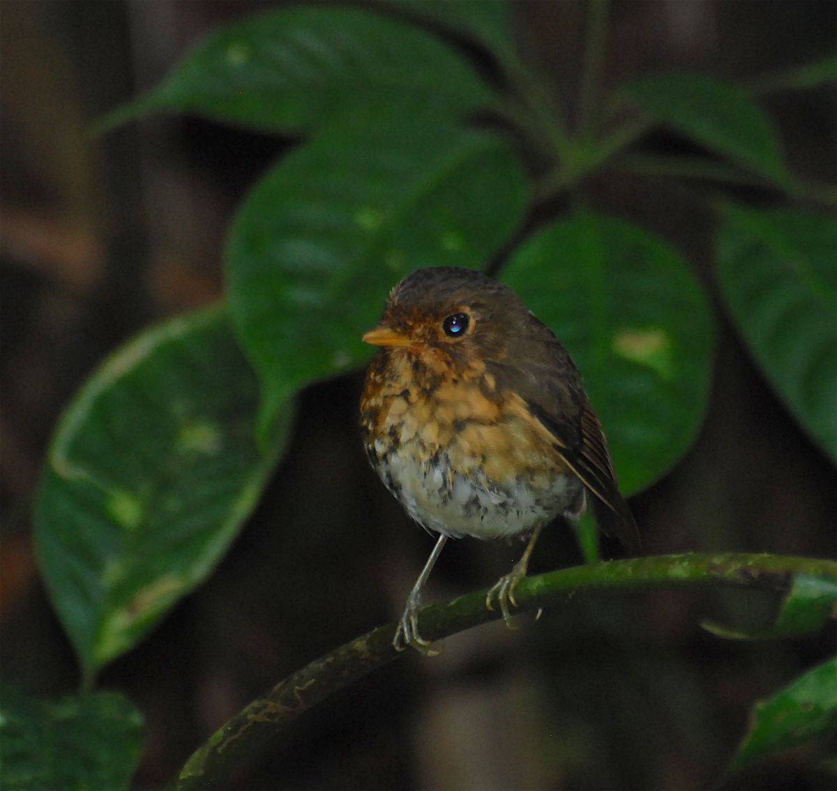 Ochre-breasted Antpitta - ML138686311