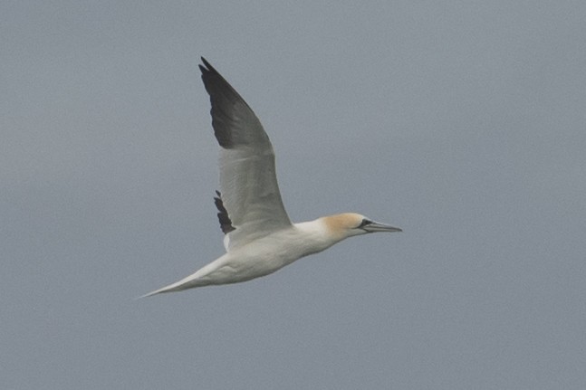 Northern Gannet - ML138686651