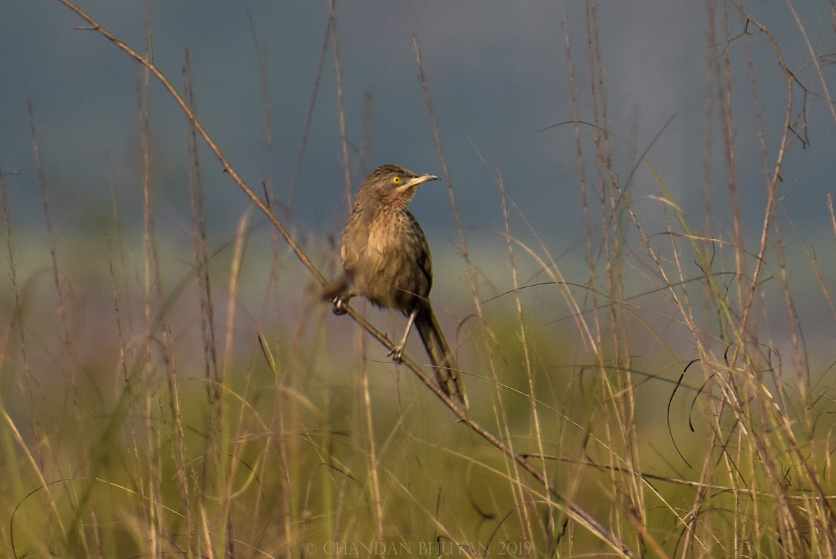 Striated Babbler - ML138686741