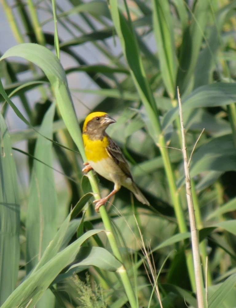 Baya Weaver - Mark Smiles