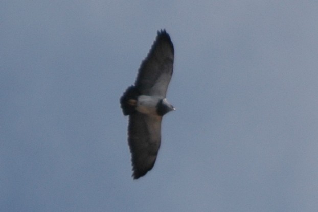 Black-chested Buzzard-Eagle - ML138687581