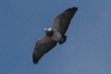 Black-chested Buzzard-Eagle - Cathy Pasterczyk