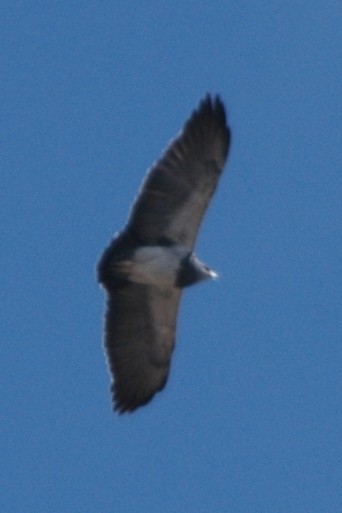 Black-chested Buzzard-Eagle - ML138687611