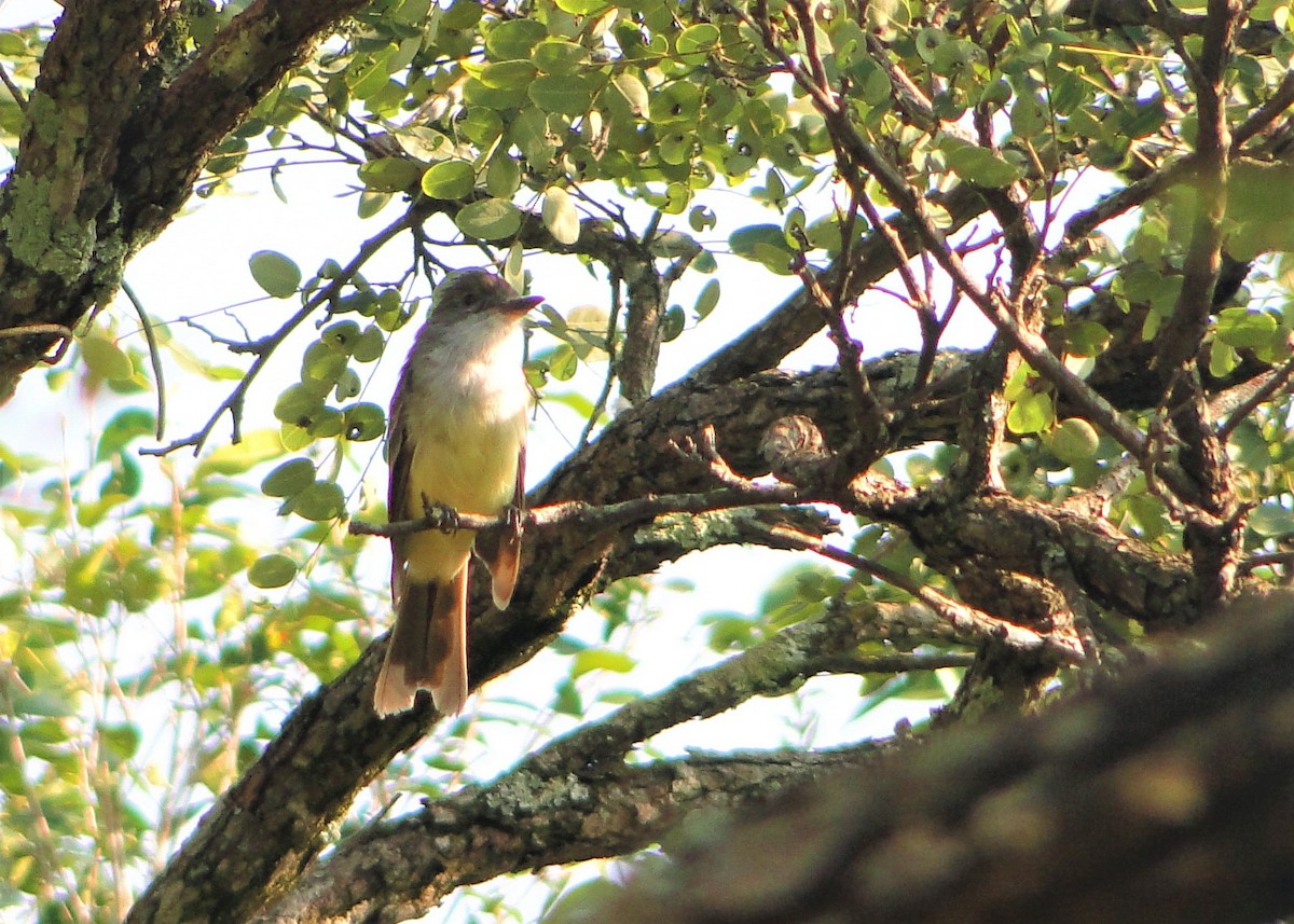 Brown-crested Flycatcher - ML138687831