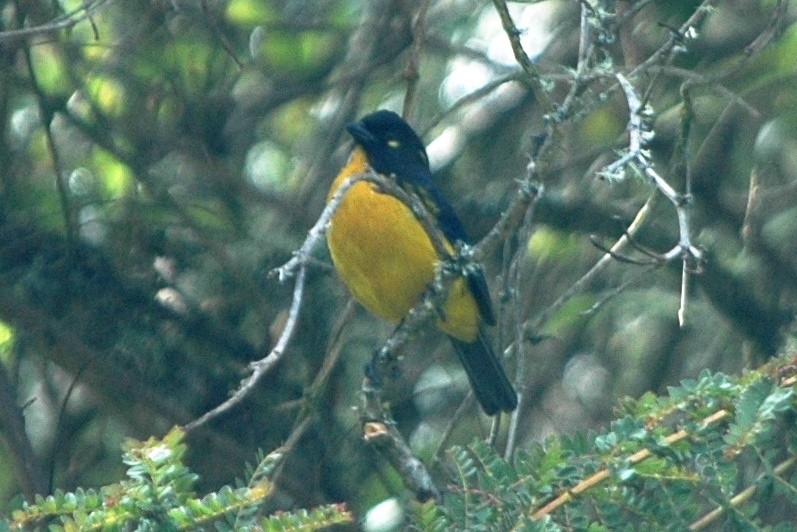 Lacrimose Mountain Tanager - ML138687991