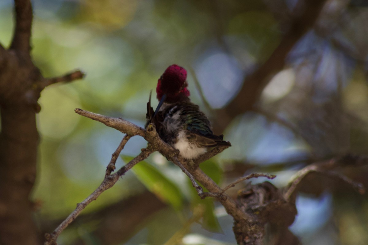 Anna's Hummingbird - ML138688171