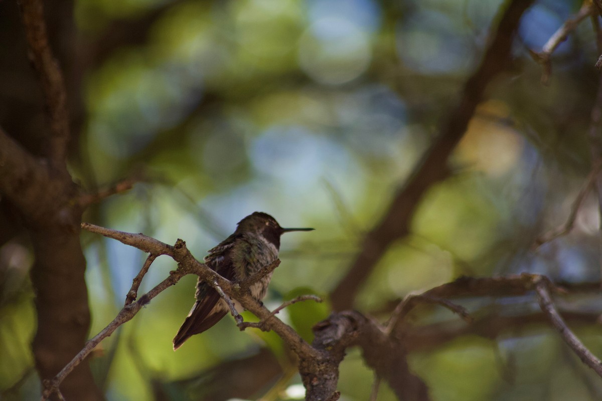 Anna's Hummingbird - ML138688191