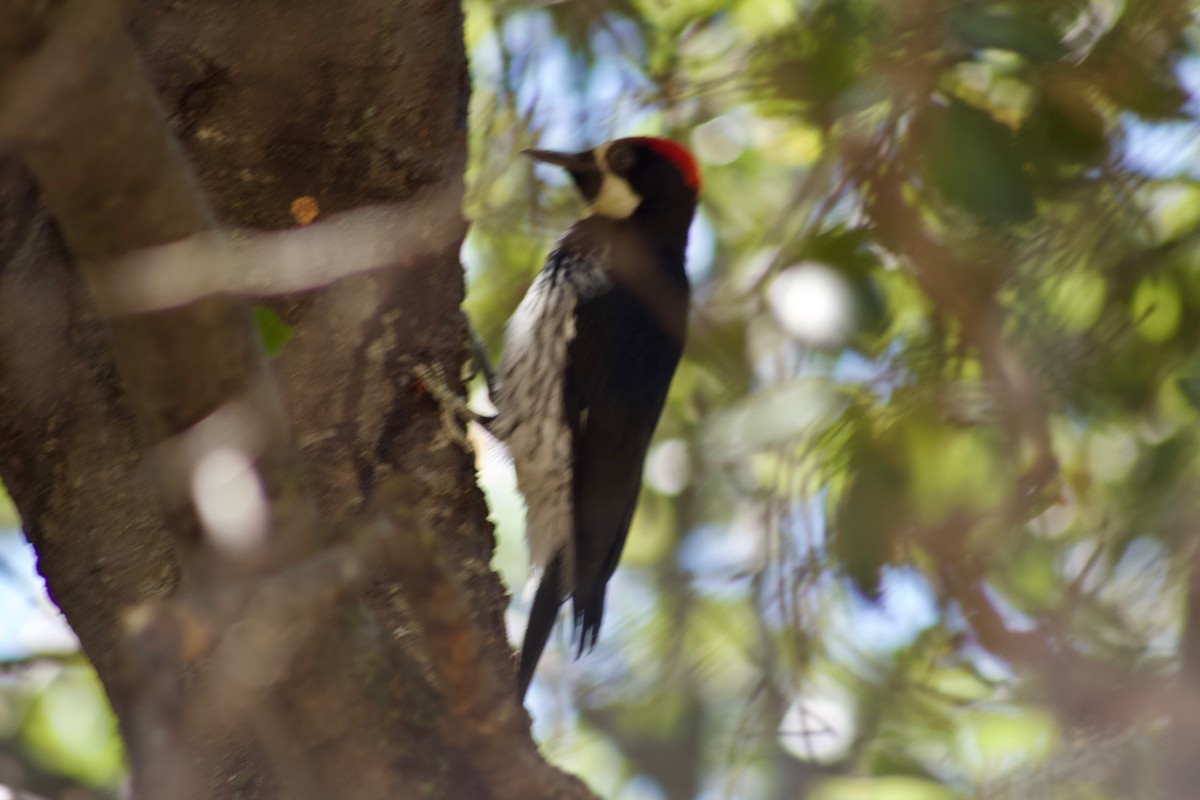 Acorn Woodpecker - ML138688221