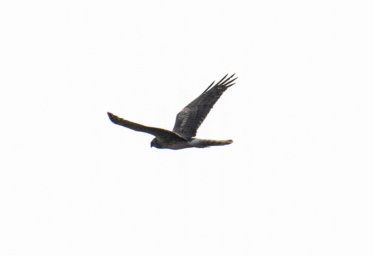 Hen Harrier - ML138688571