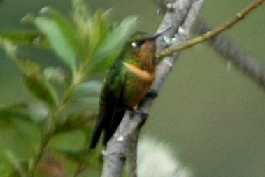 kolibřík oranžovohrdlý - ML138688701