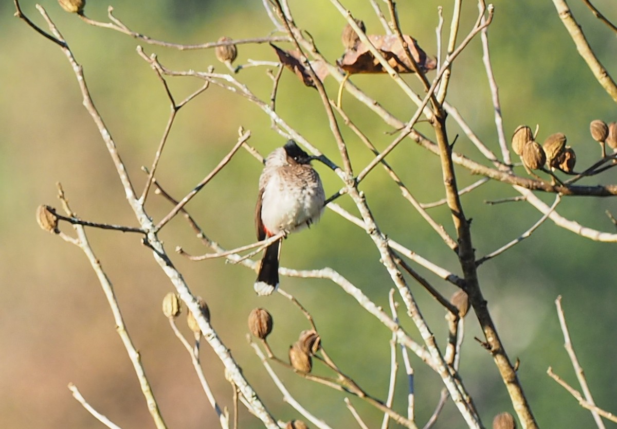 Red-vented Bulbul - ML138689251