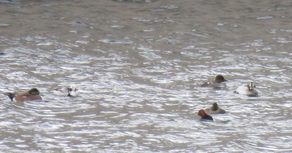 Long-tailed Duck - ML138689941