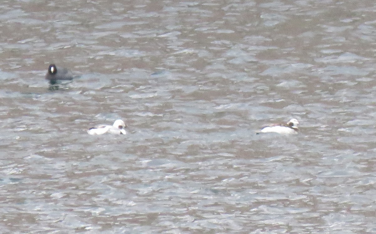 Long-tailed Duck - ML138689951