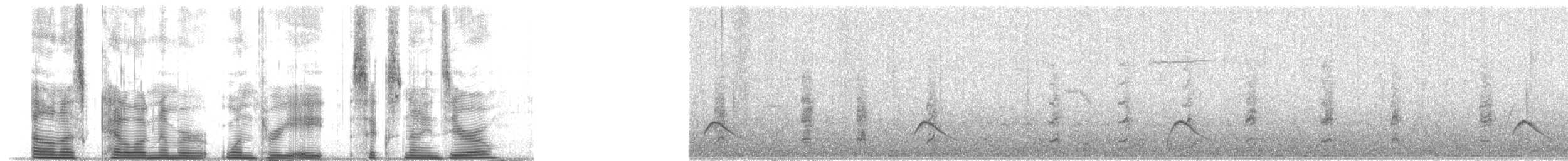 Des Murs's Wiretail - ML138690