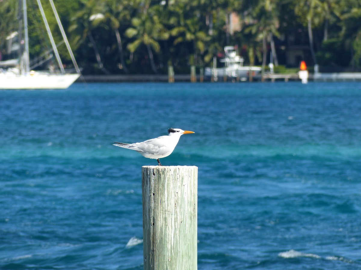 Royal Tern - ML138690031