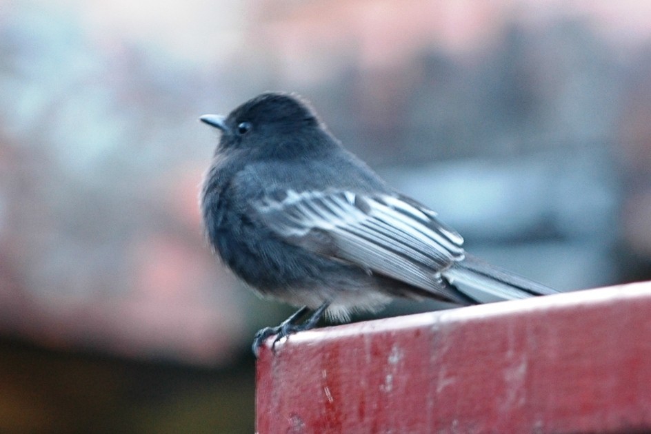 Black Phoebe (White-winged) - ML138690051