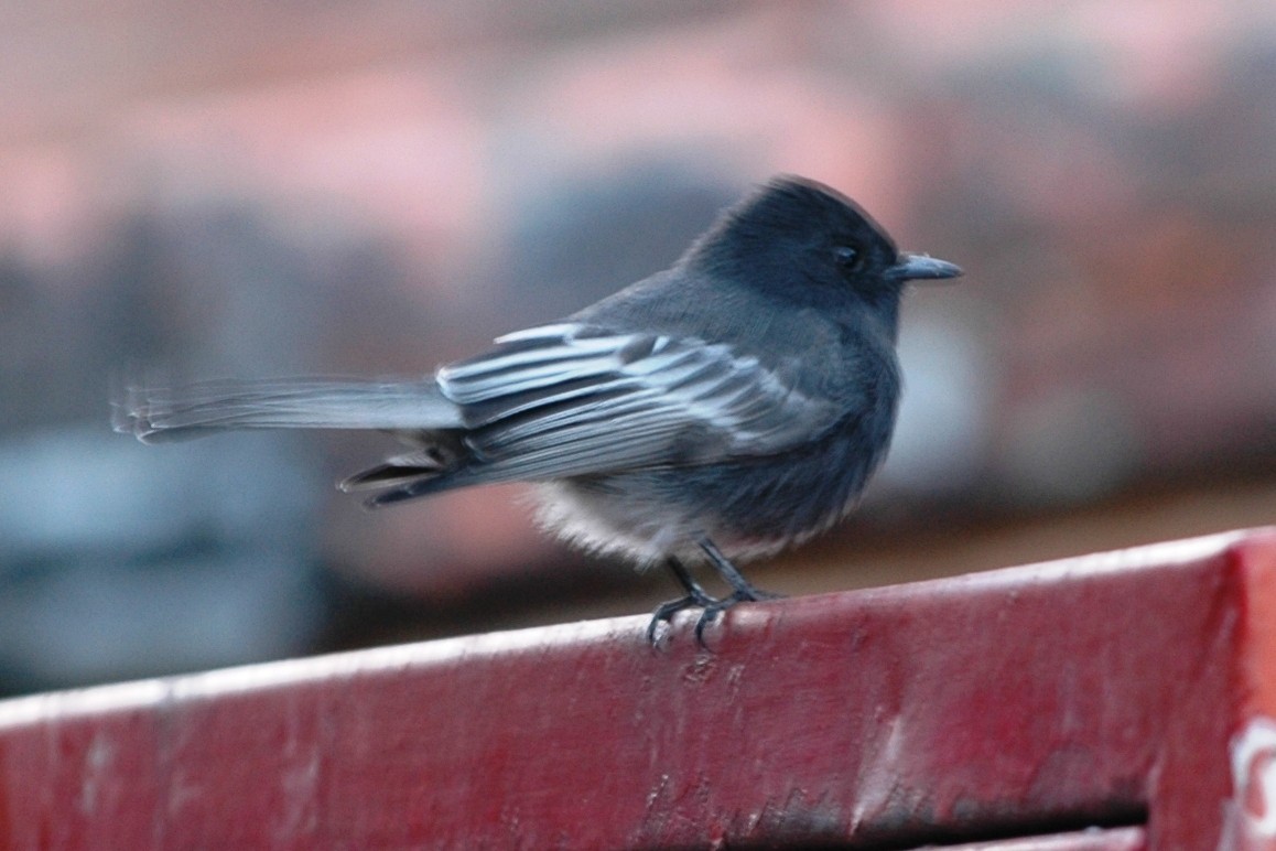 Black Phoebe (White-winged) - ML138690071