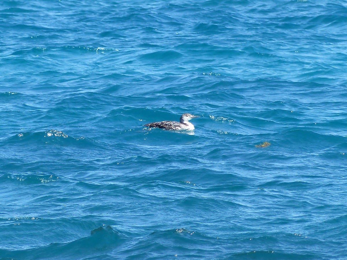 Common Loon - ML138690121