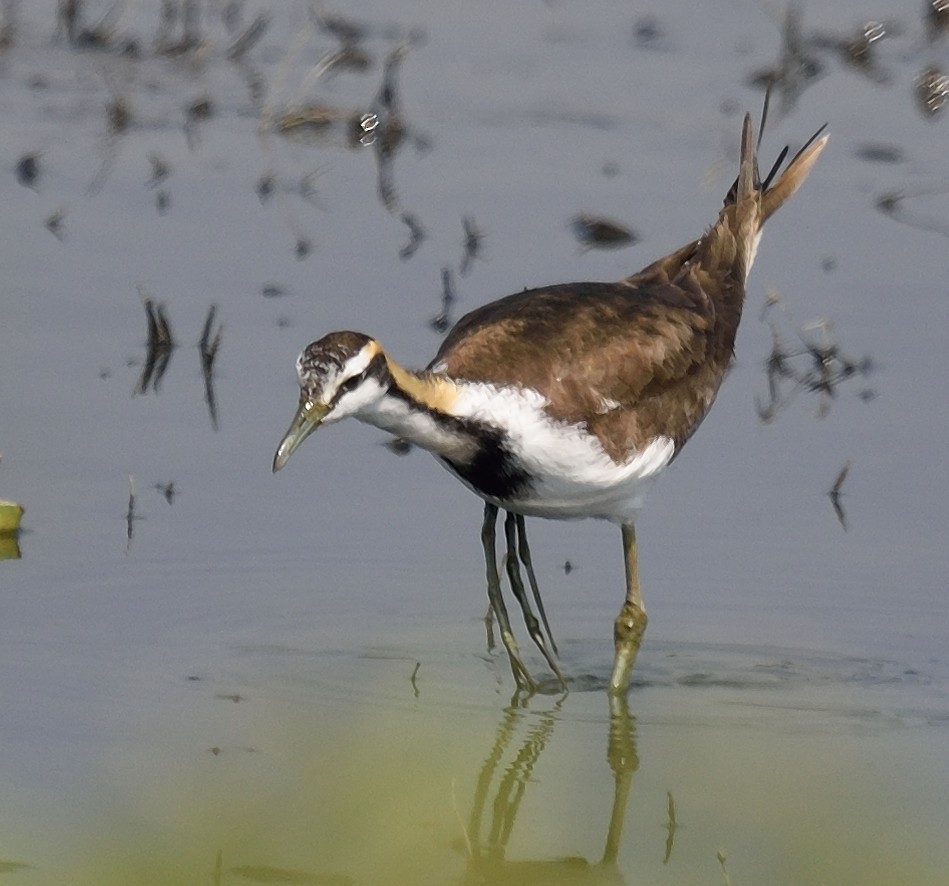 Jacana à longue queue - ML138691641