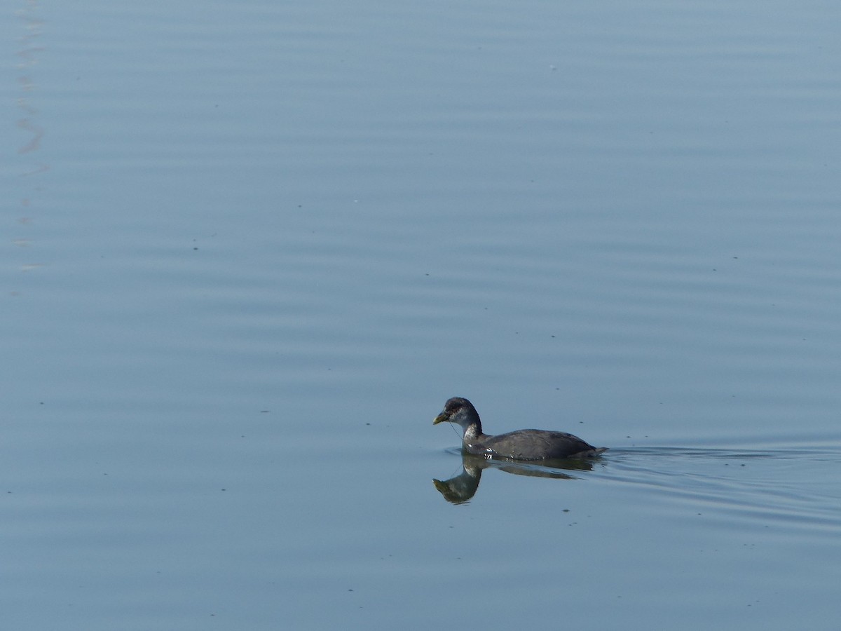 Red-gartered Coot - ML138692071