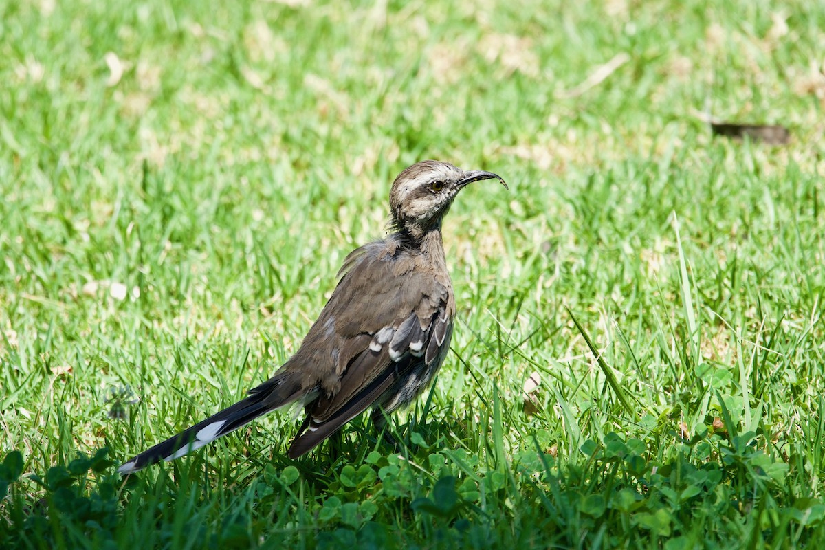 Chilean Mockingbird - ML138692331