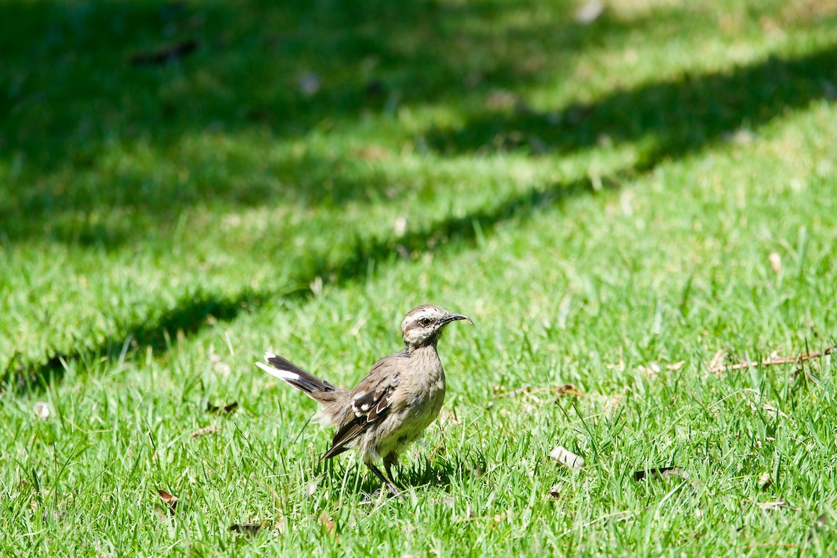 Chilean Mockingbird - ML138692351