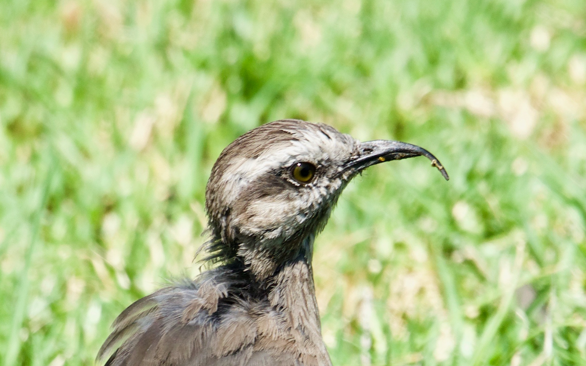 Chilean Mockingbird - ML138692361