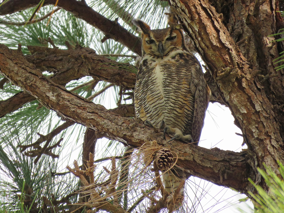 Great Horned Owl - ML138692661